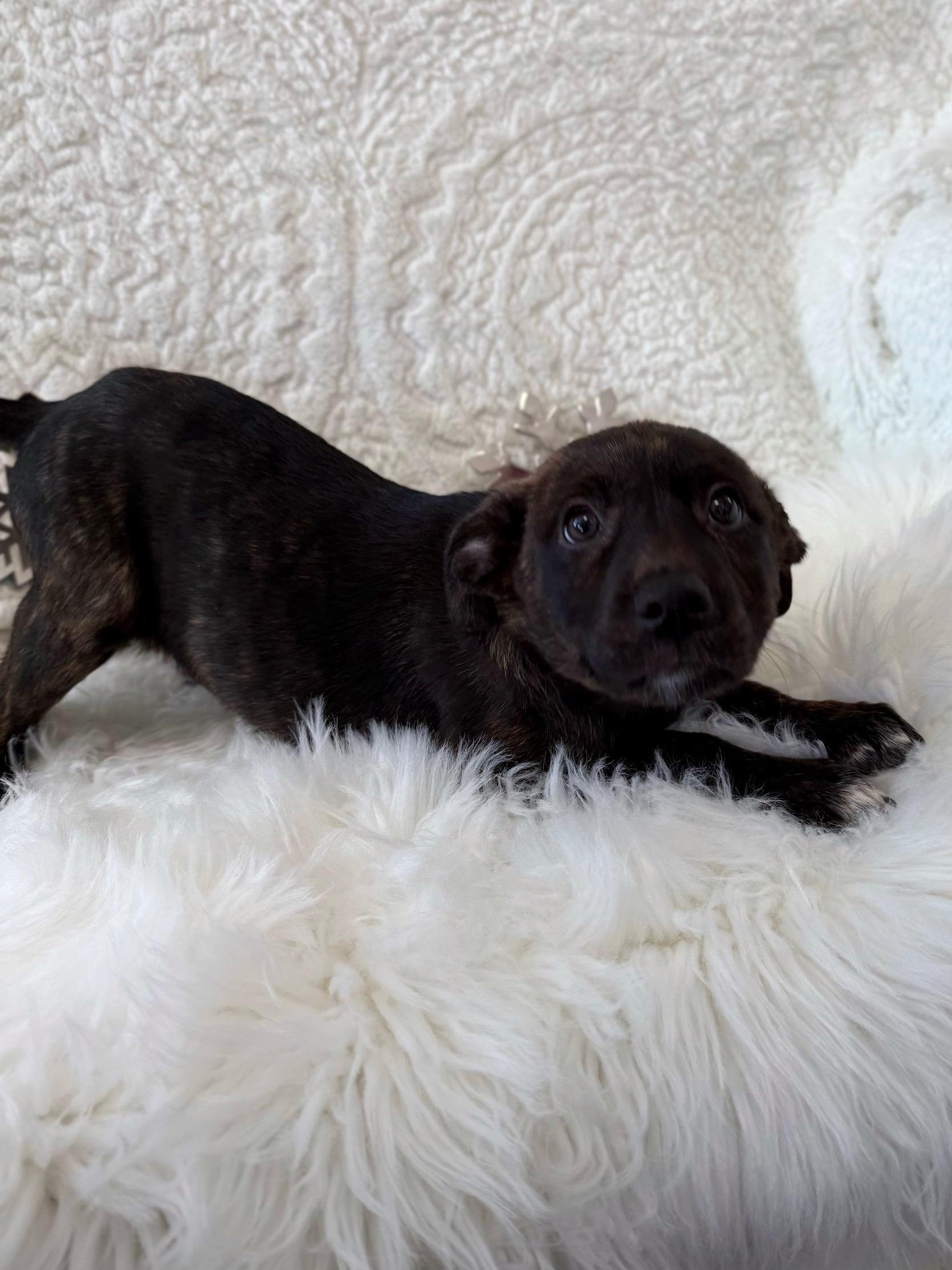 Pump, an adoptable mixed breed in Eagle, CO image 4/6