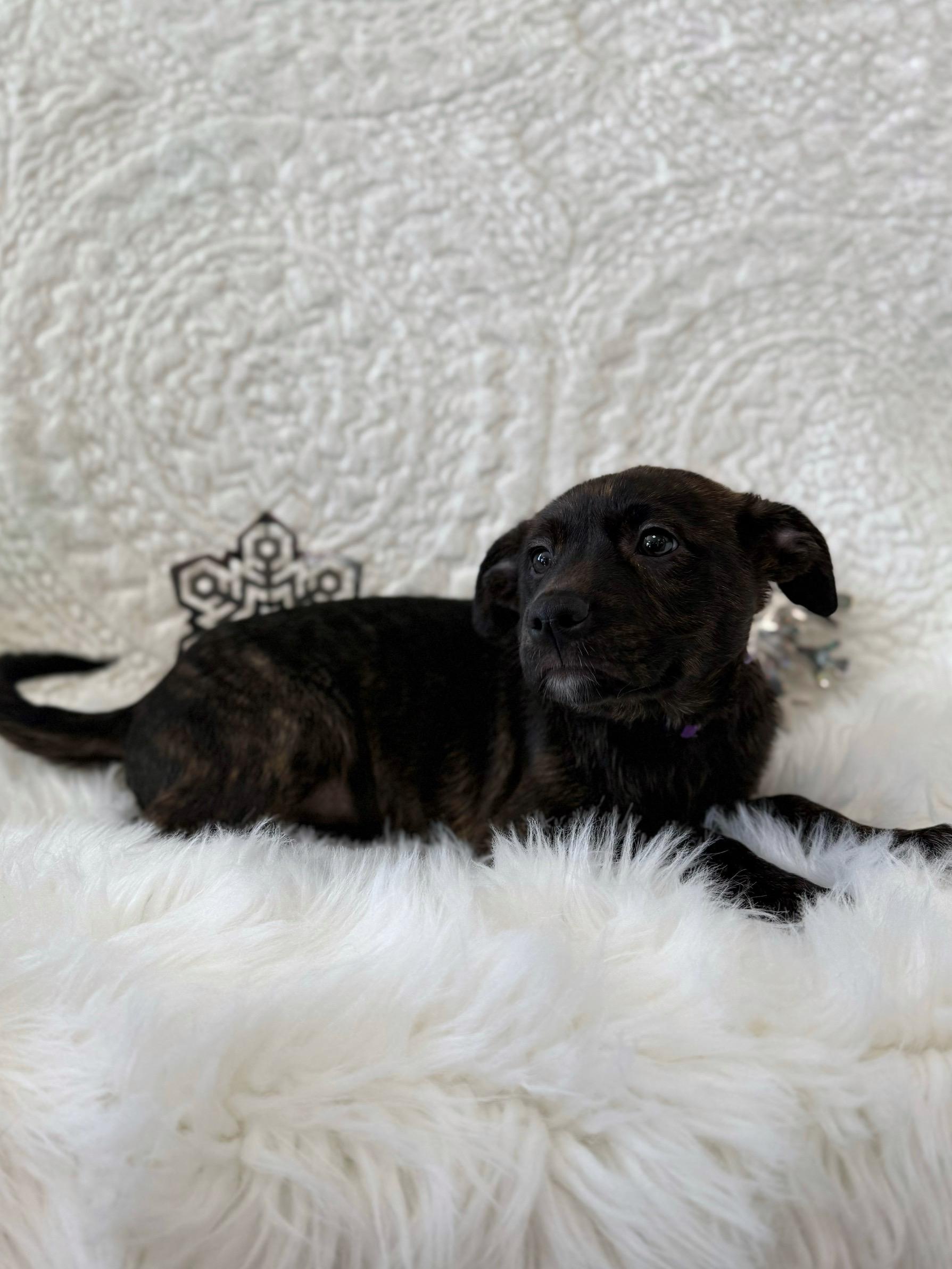 Pump, an adoptable mixed breed in Eagle, CO image 5/6