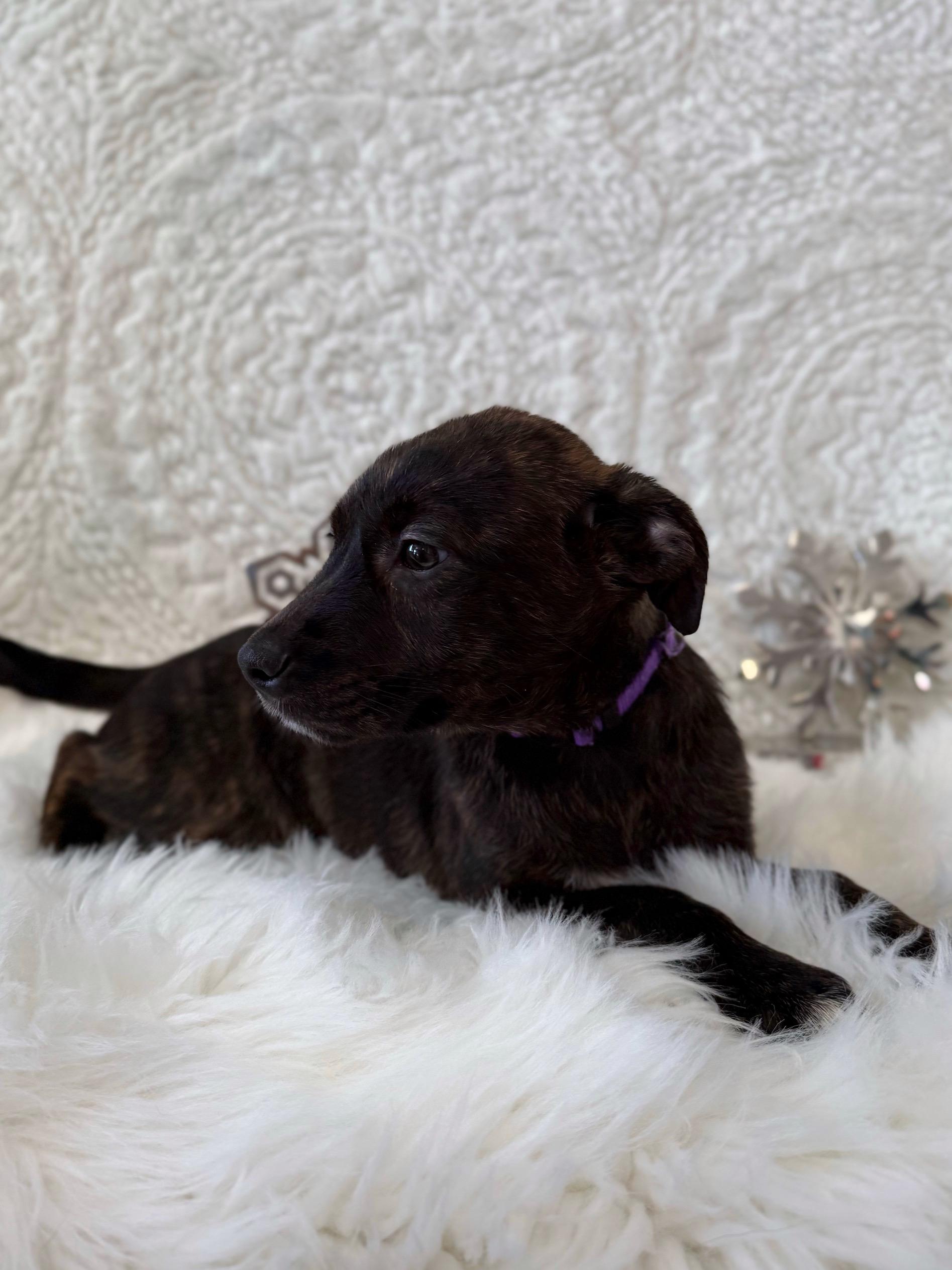 Pump, an adoptable mixed breed in Eagle, CO image 6/6