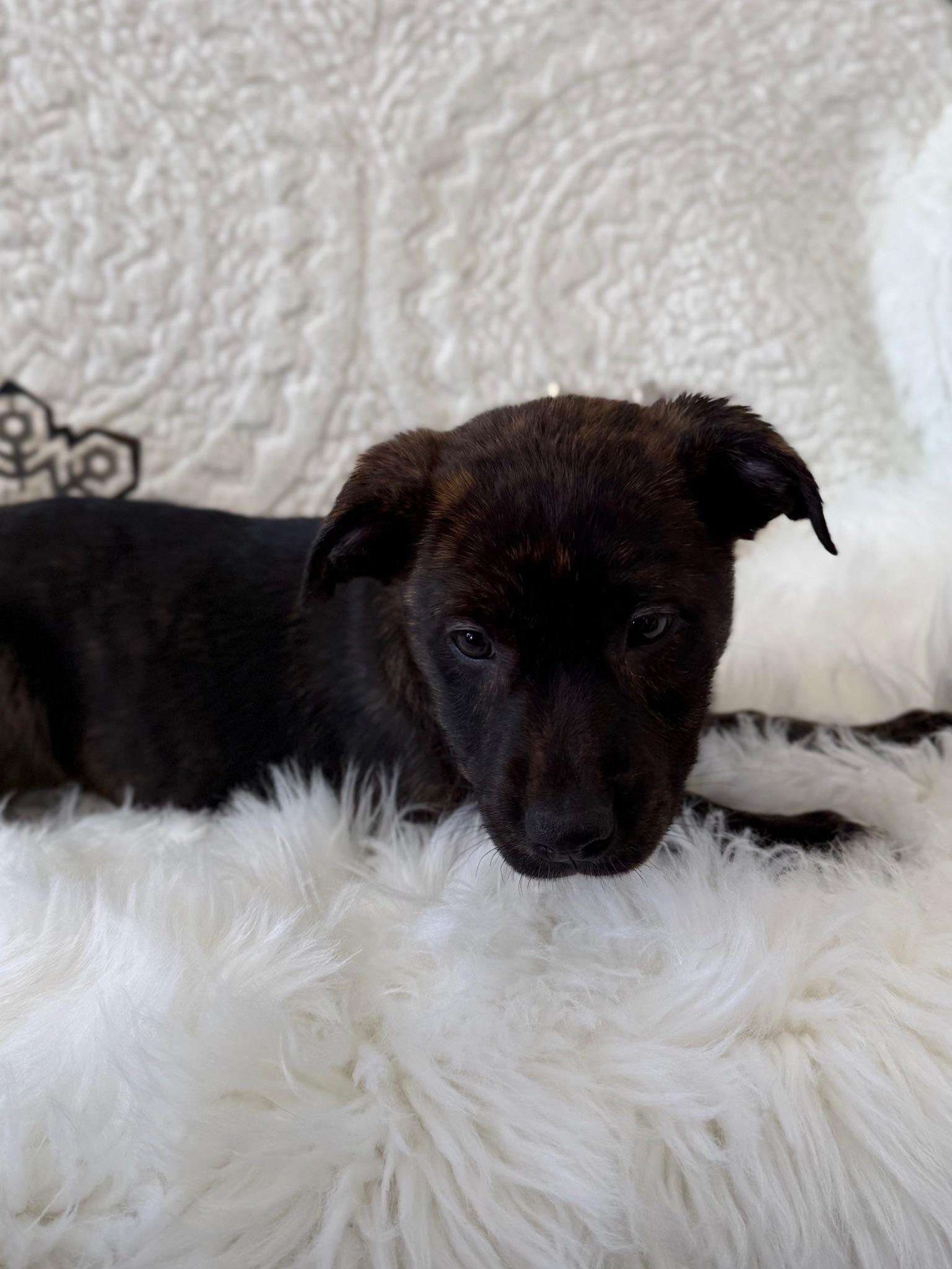 Pump, an adoptable mixed breed in Eagle, CO image 3/6