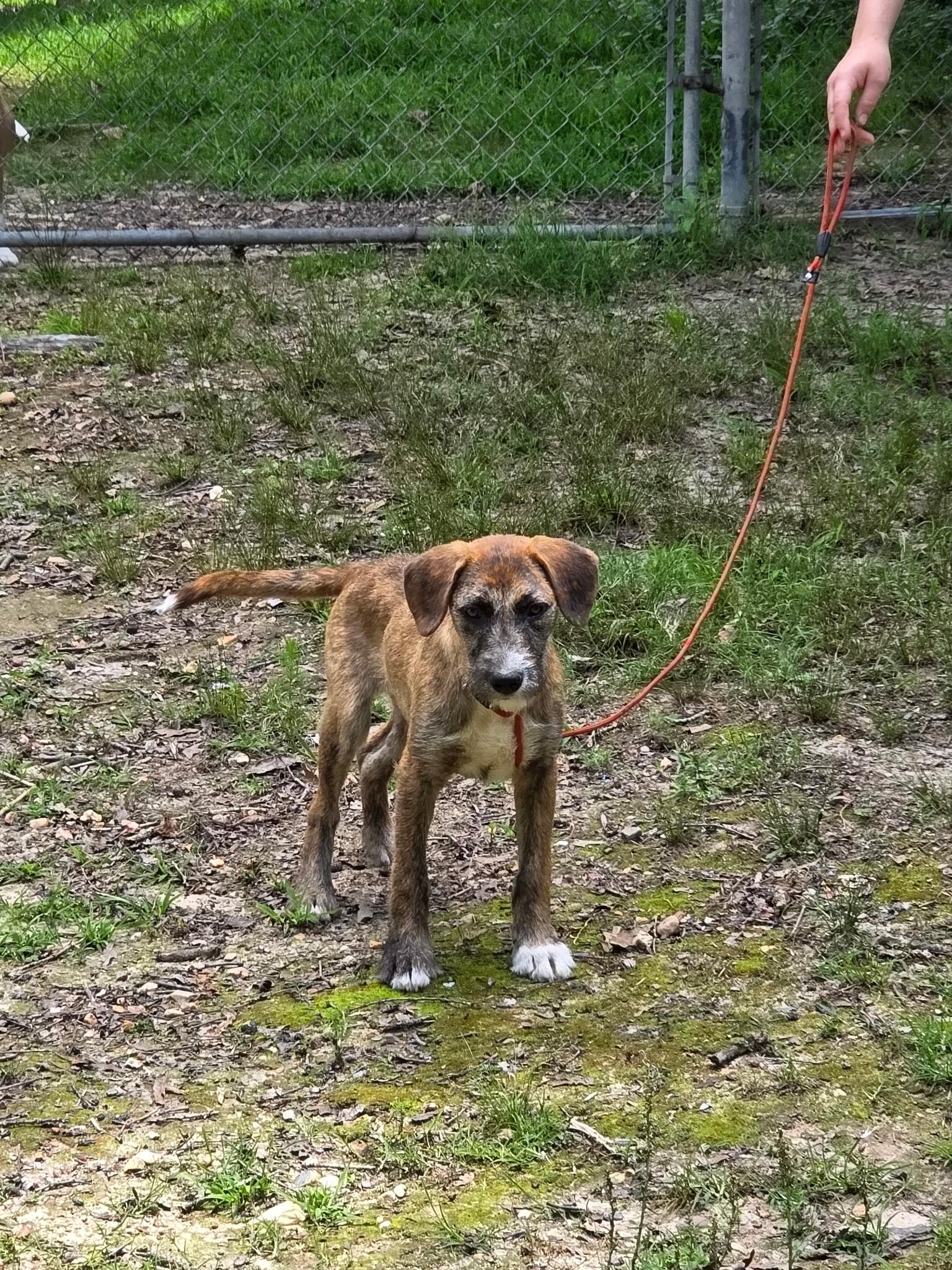 Enlarge Hazelnut, a Adoptable mixed breed in bauxite, AR image 1/3