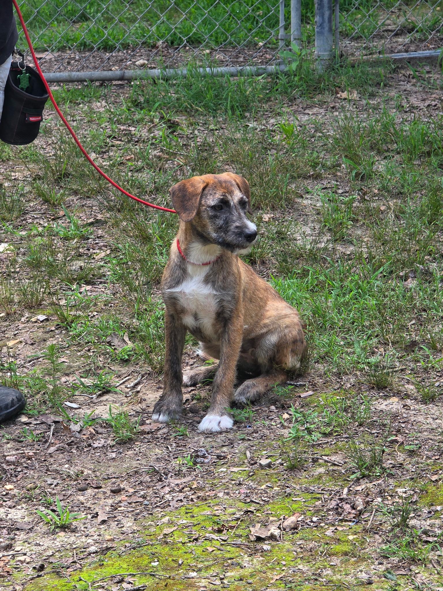 Enlarge Hazelnut, a Adoptable mixed breed in bauxite, AR image 2/3