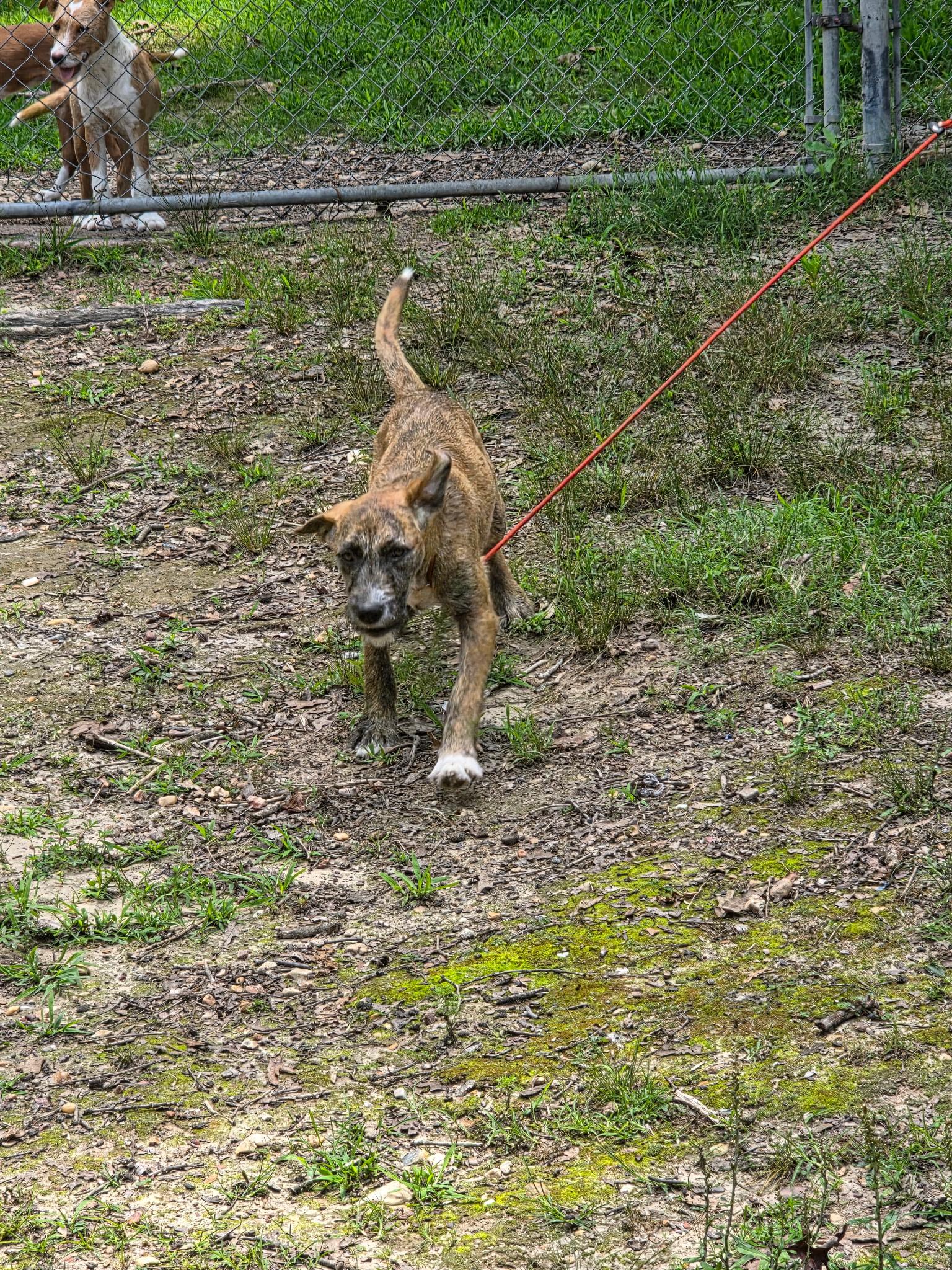 Enlarge Hazelnut, a Adoptable mixed breed in bauxite, AR image 3/3