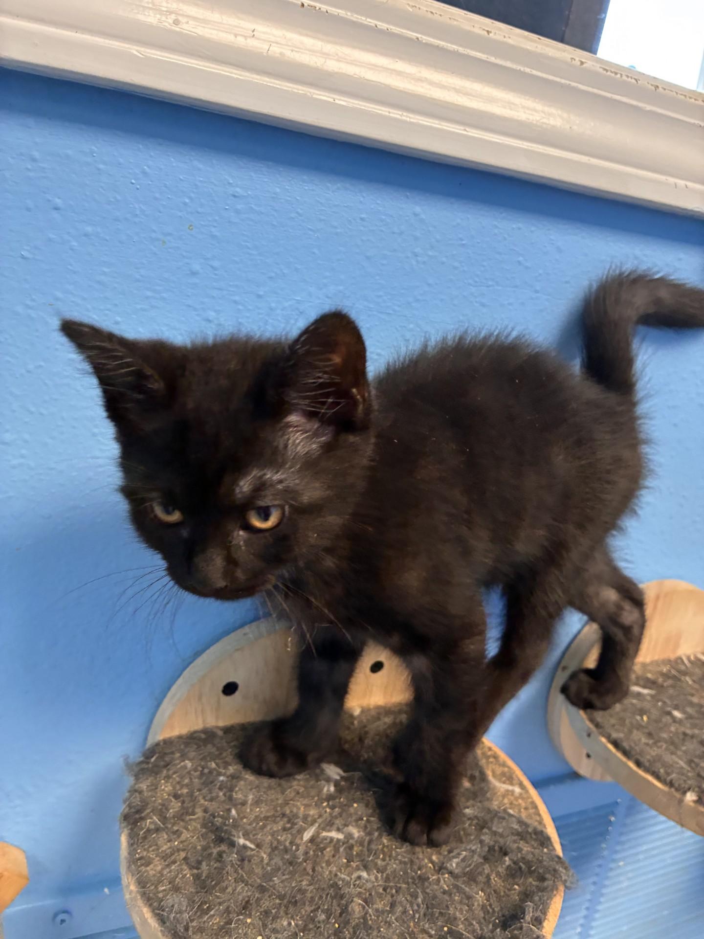 Hominy, an adoptable Domestic Short Hair in Polson, MT, 59860 | Photo Image 1