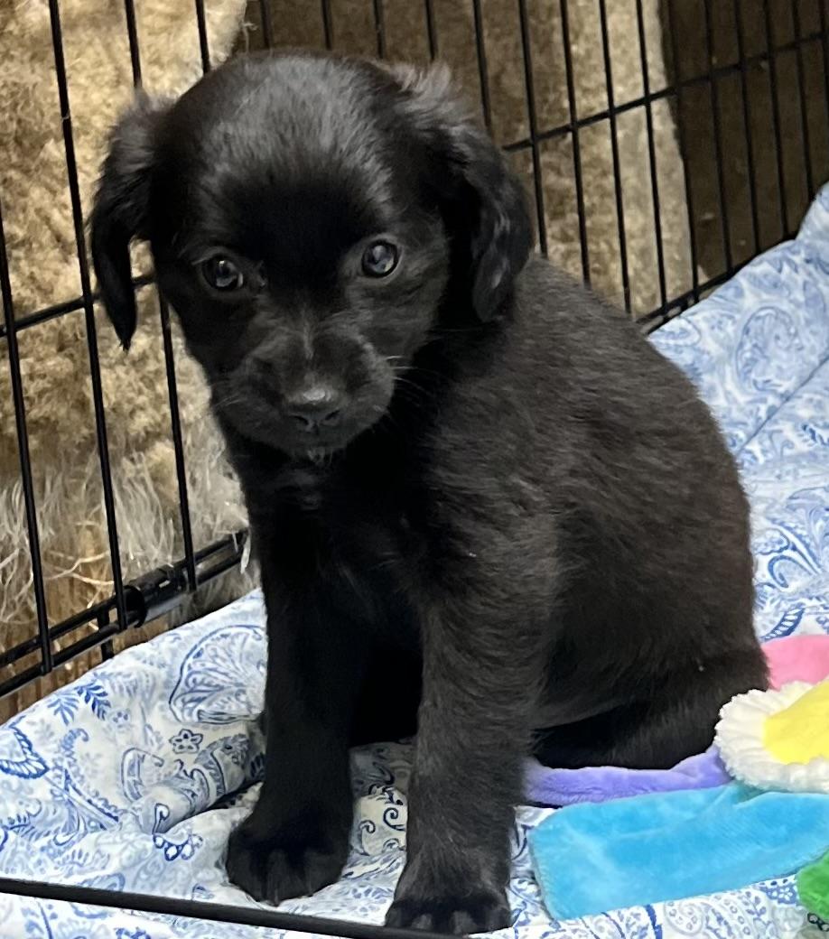Pansy, a ADOPTABLE mixed breed in Los Angeles, CA image 2/5