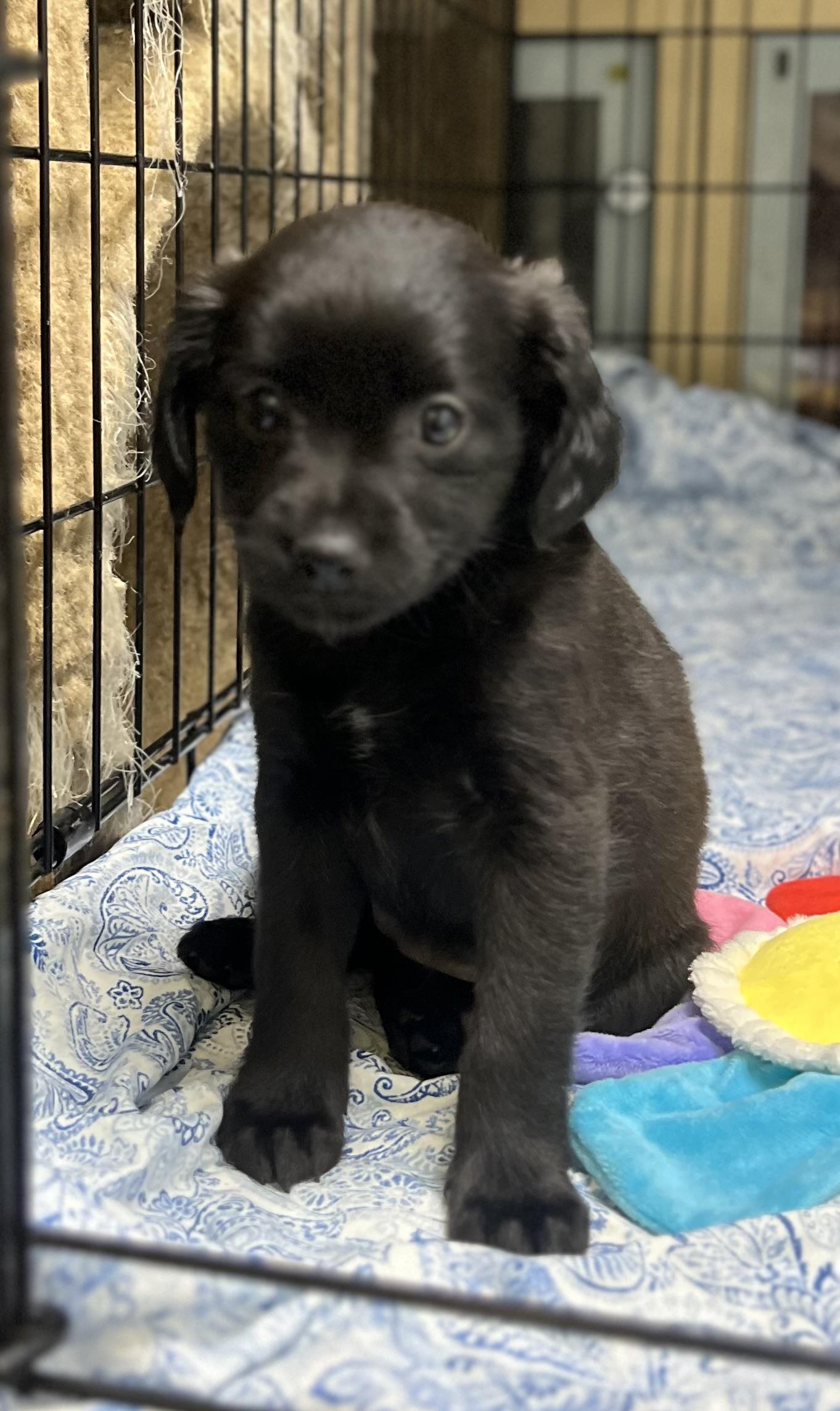 Pansy, a ADOPTABLE mixed breed in Los Angeles, CA image 3/5