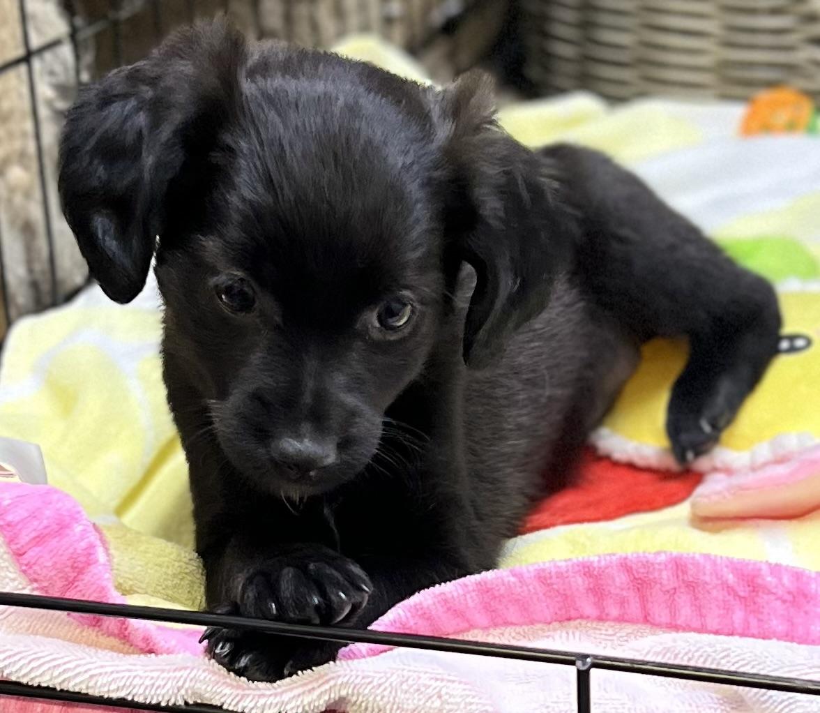 Pansy, ADOPTABLE, Puppy Female Spaniel & Chug.