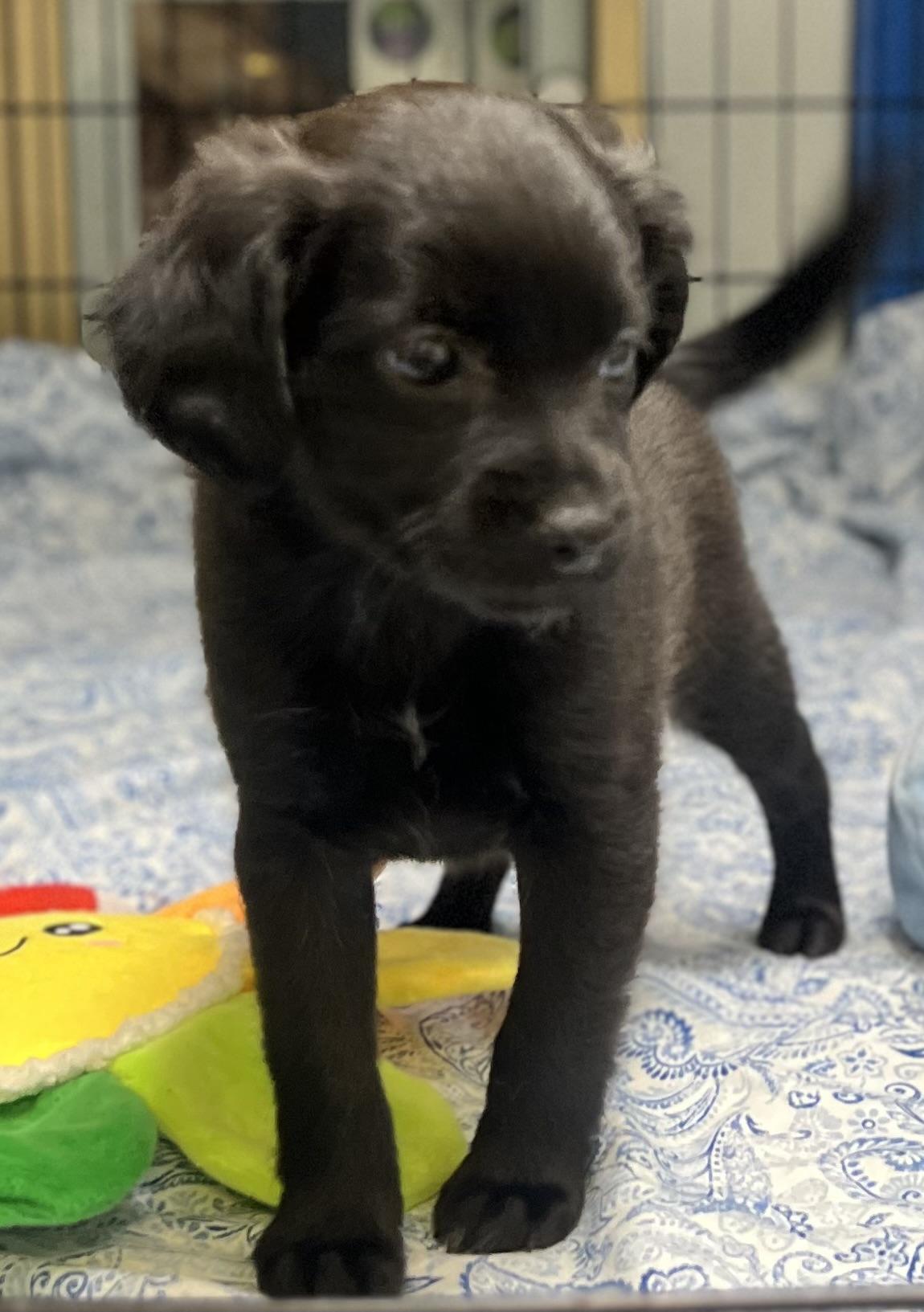 Pansy, a ADOPTABLE mixed breed in Los Angeles, CA image 4/5