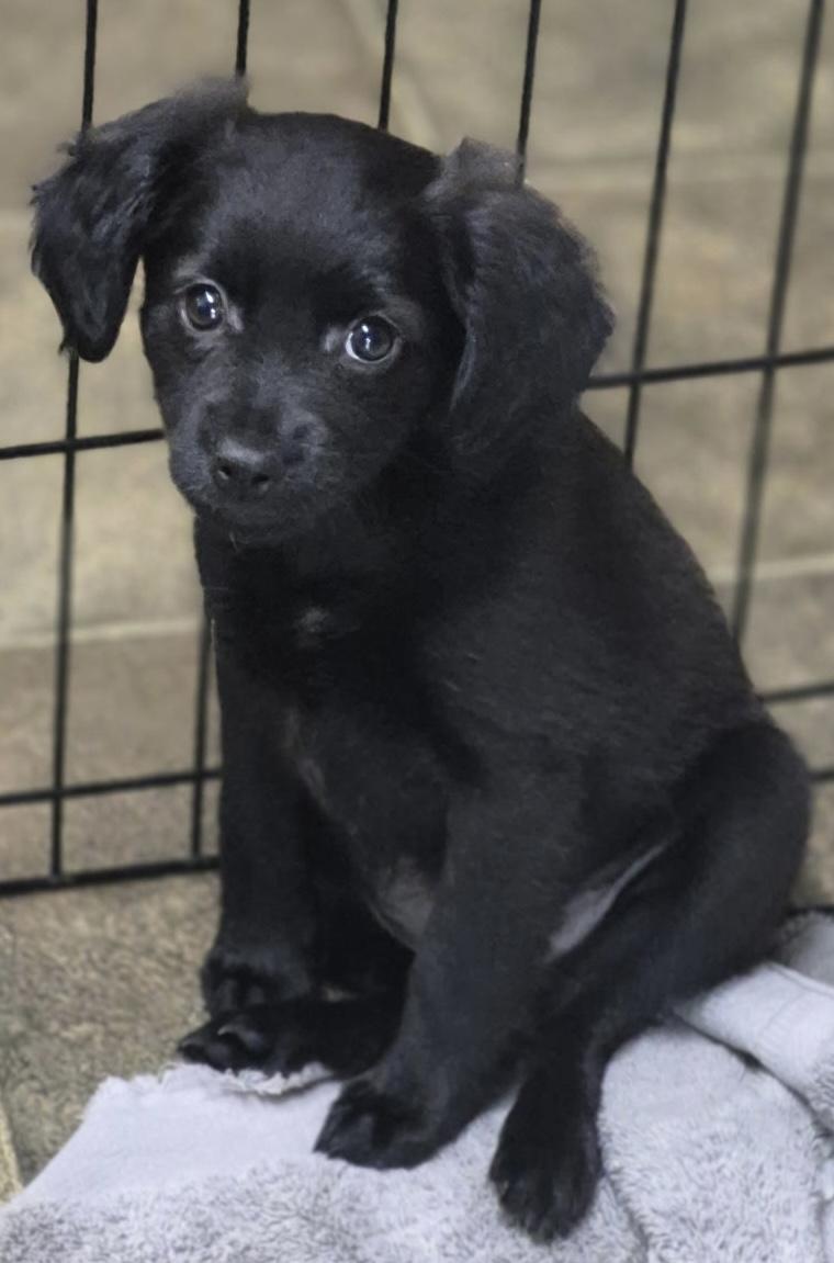 Pansy, ADOPTABLE, Puppy Female Spaniel & Chug.