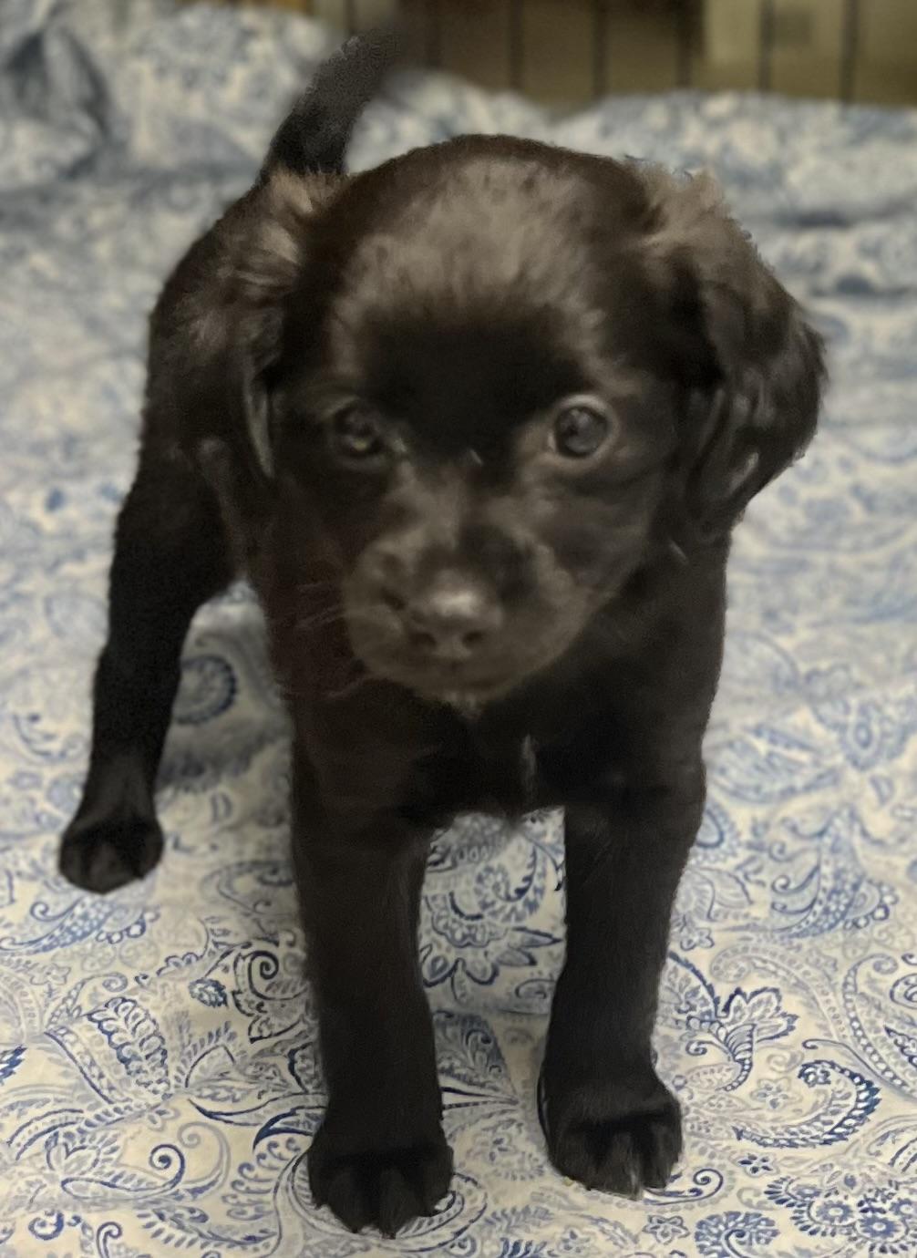 Pansy, a ADOPTABLE mixed breed in Los Angeles, CA image 5/5