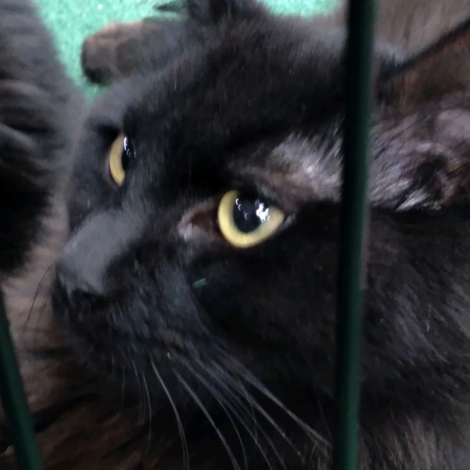 Quince, Adopted, Young Male Domestic Long Hair.