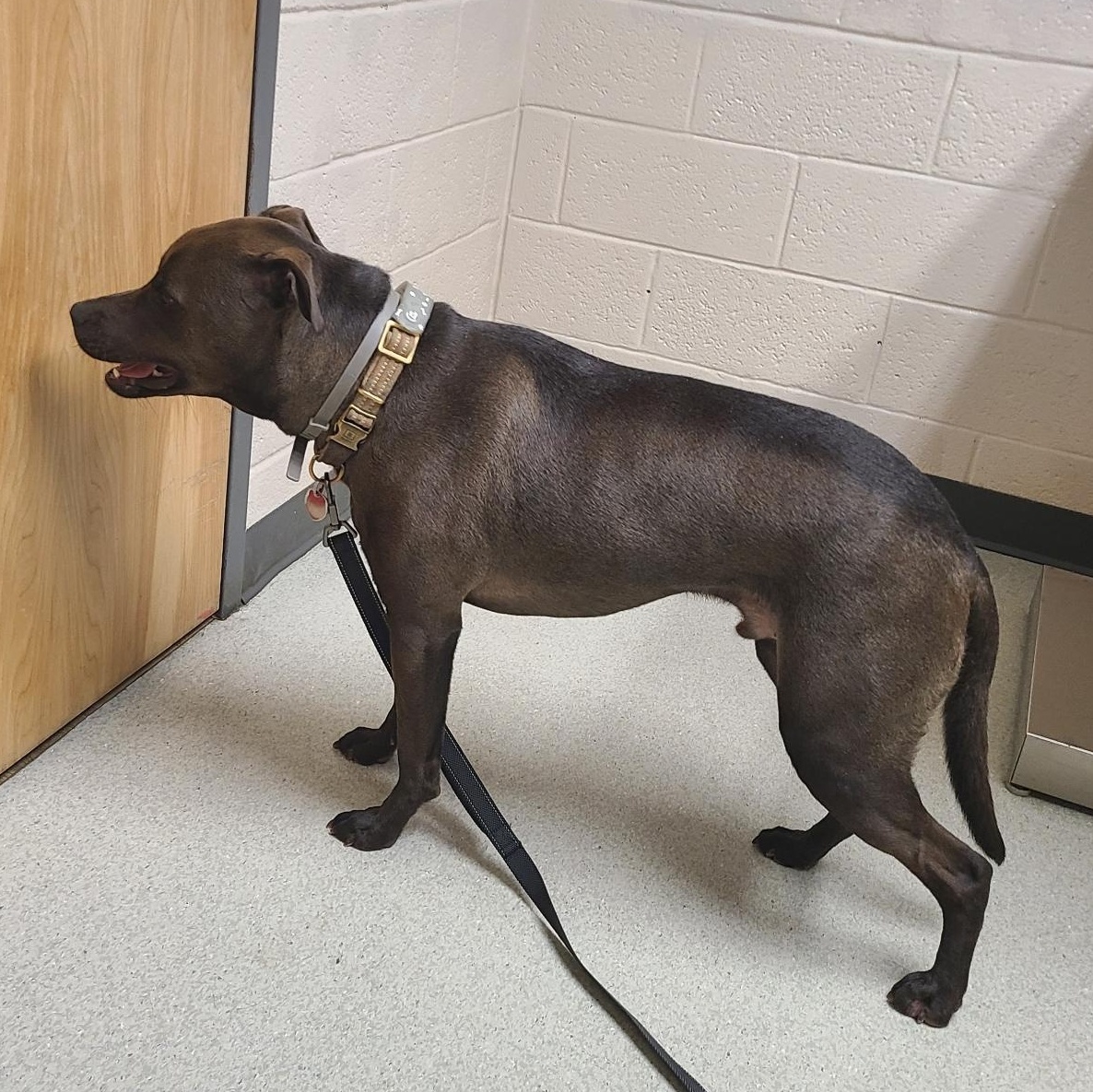 Rip, a ADOPTABLE mixed breed in Mechanicsville, MD image 6/6