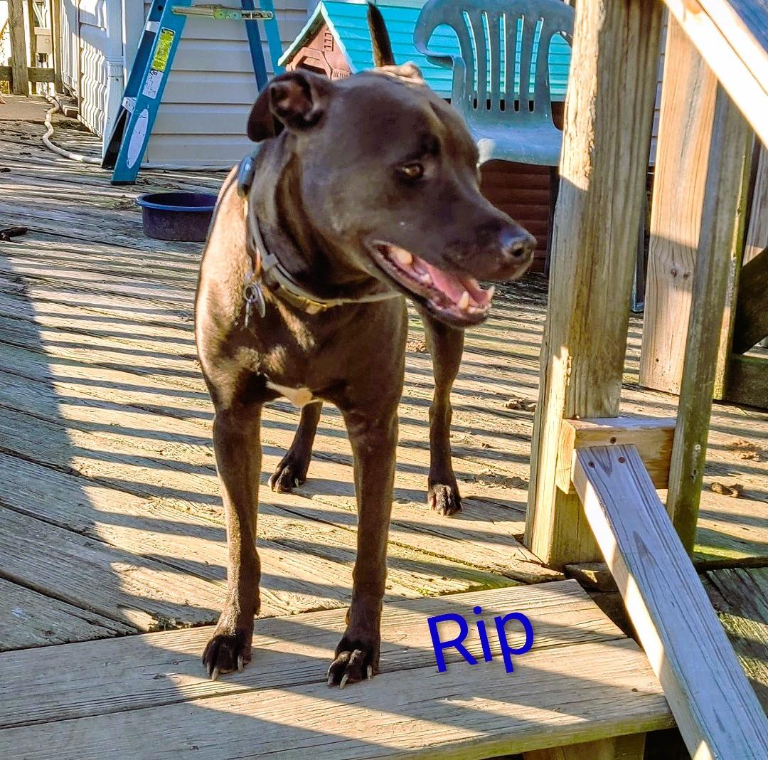 Rip, a ADOPTABLE mixed breed in Mechanicsville, MD image 5/6
