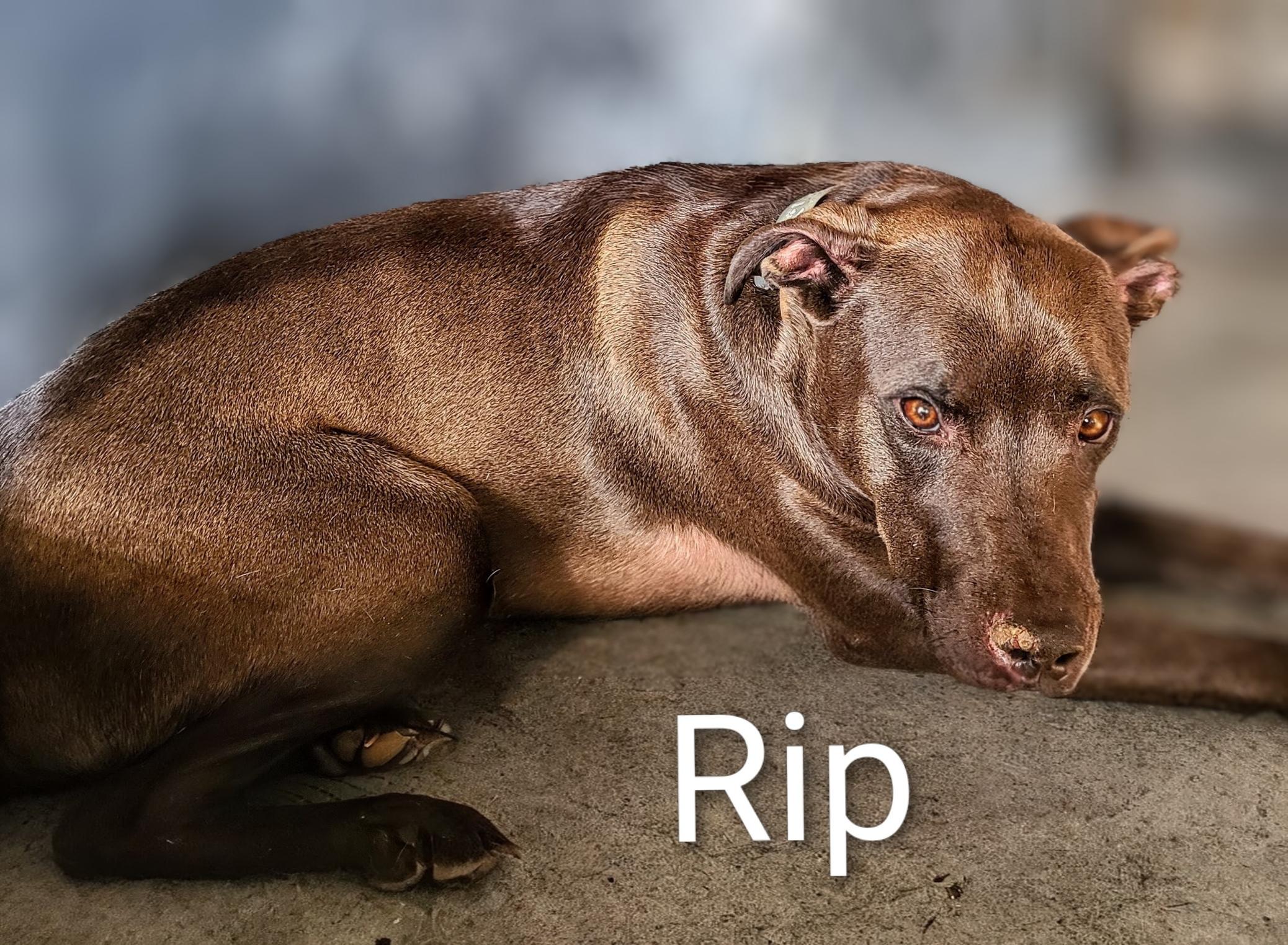 Rip, ADOPTABLE, Young Male Labrador Retriever & American Staffordshire Terrier.