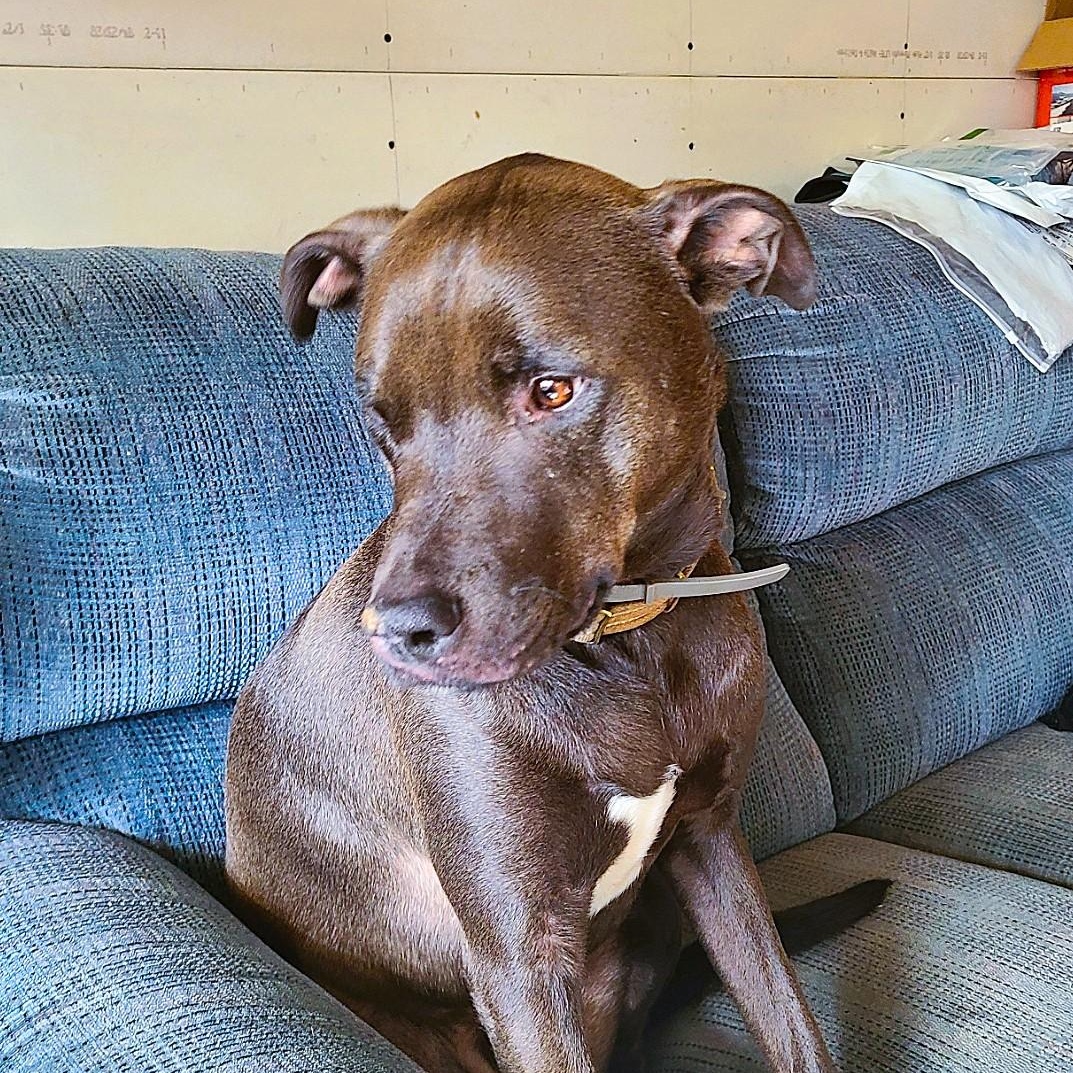 Rip, a ADOPTABLE mixed breed in Mechanicsville, MD image 2/6