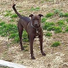 Rip, a ADOPTABLE mixed breed in Mechanicsville, MD image 4/6