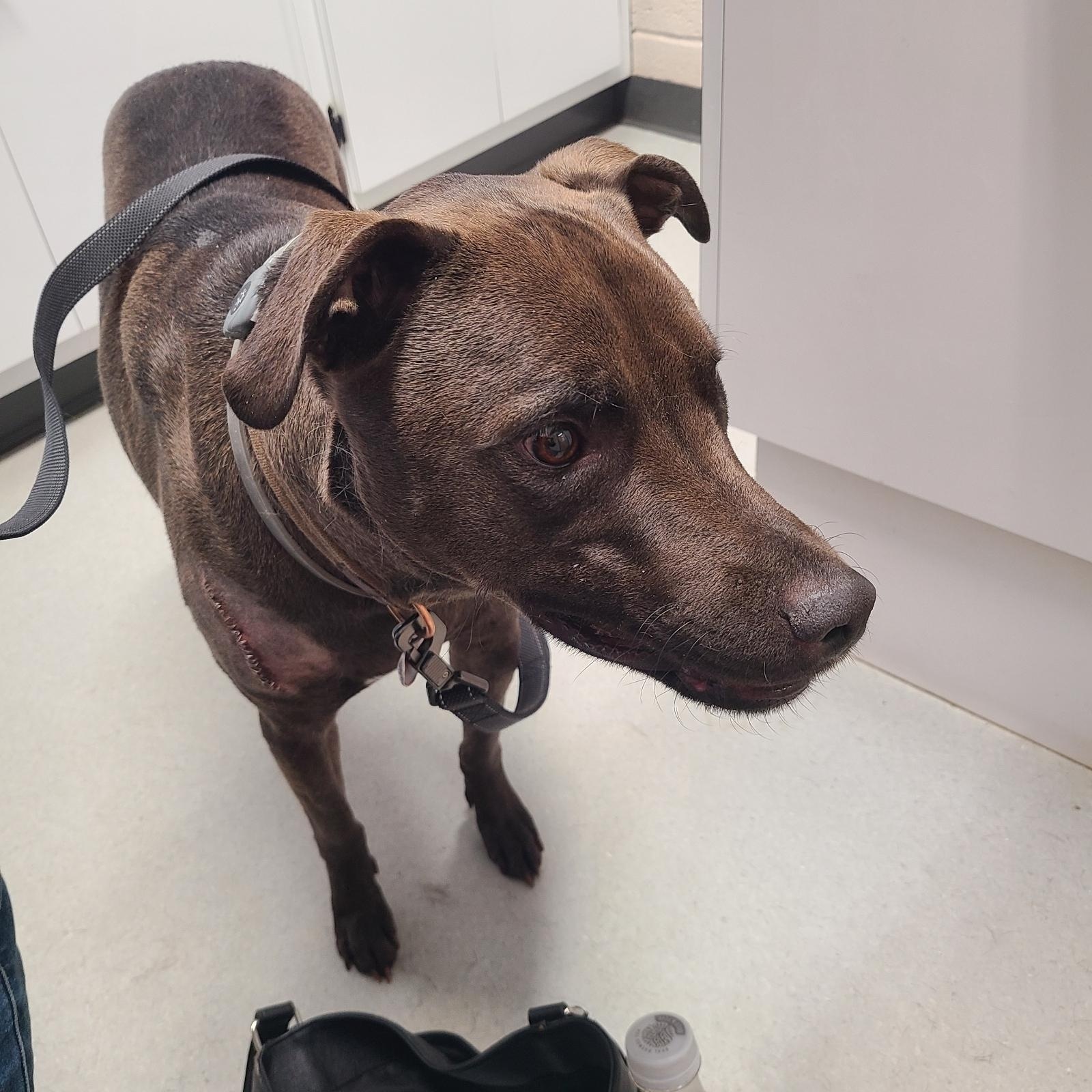 Rip, a ADOPTABLE mixed breed in Mechanicsville, MD image 3/6