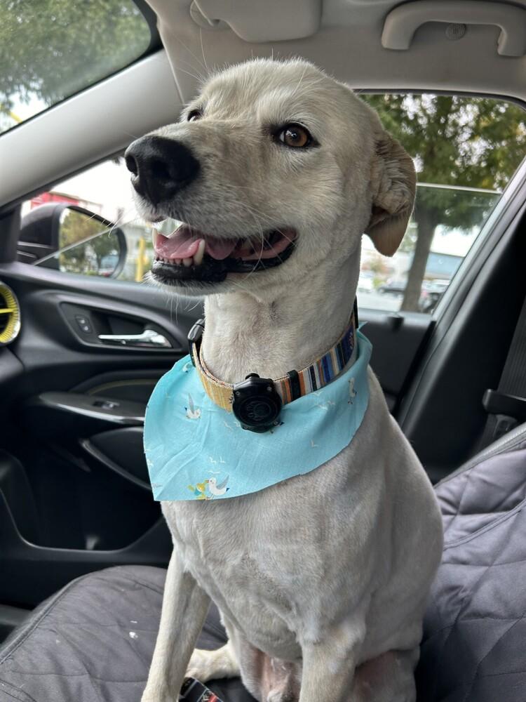 Oslo, Adoptable, Young Male Australian Shepherd.