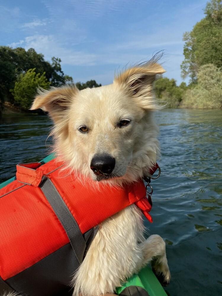 Enlarge Oslo, a Adoptable mixed breed in Oakdale, CA image 2/2