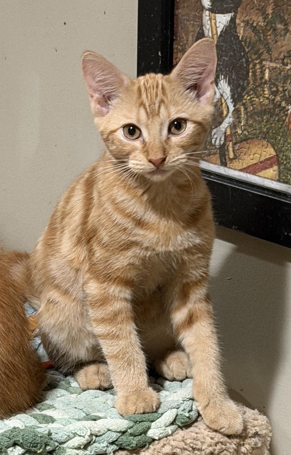 Enlarge Oslo, a Adoptable Domestic Short Hair in East Hanover, NJ image 1/2