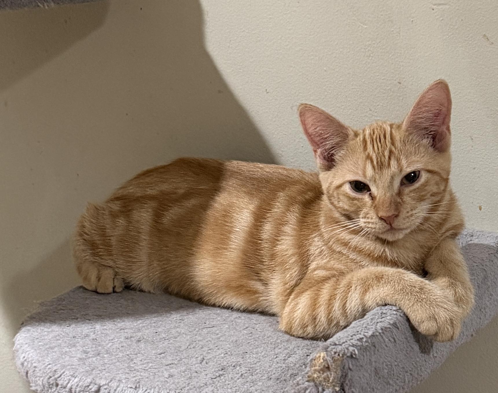 Enlarge Oslo, a Adoptable Domestic Short Hair in East Hanover, NJ image 2/2
