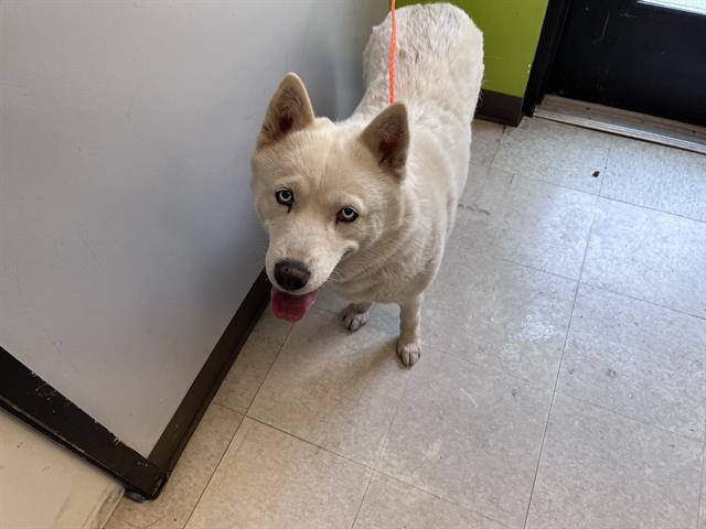 NOELLE, Adoptable, Adult Female Husky.