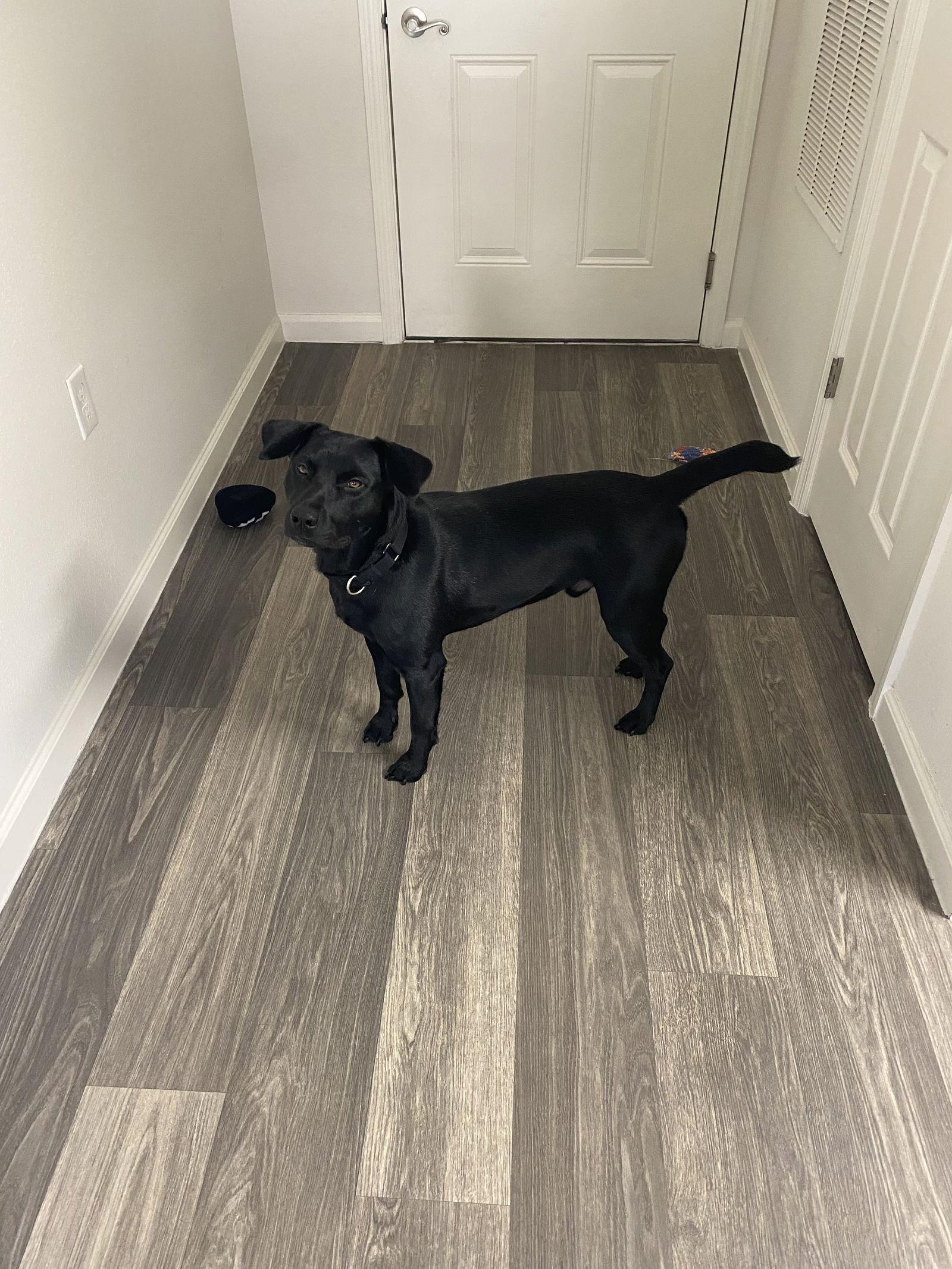 Enlarge Archie *CL, a Adoptable Labrador Retriever in Kansas City, MO image 1/3