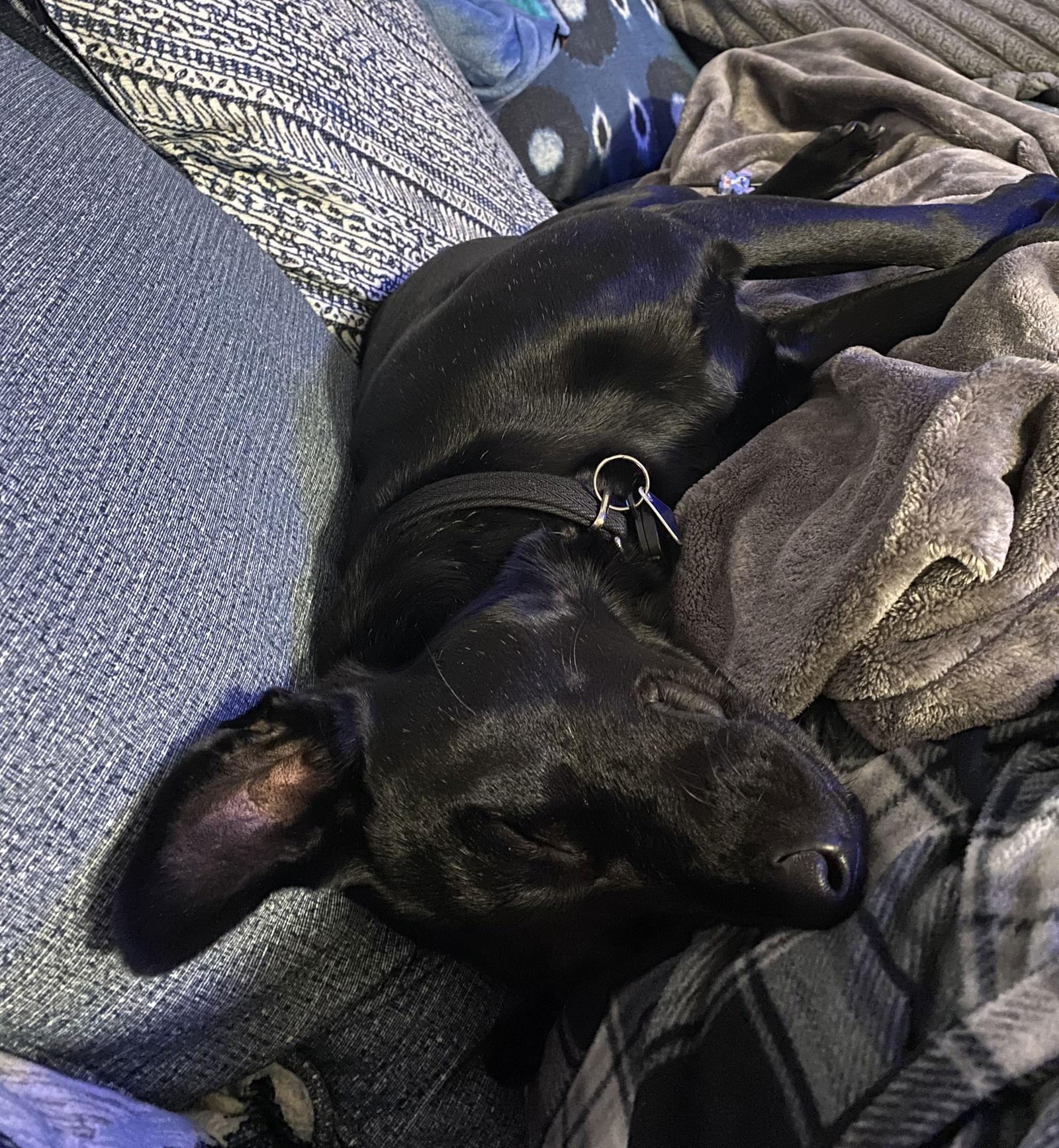 Enlarge Archie *CL, a Adoptable Labrador Retriever in Kansas City, MO image 2/3