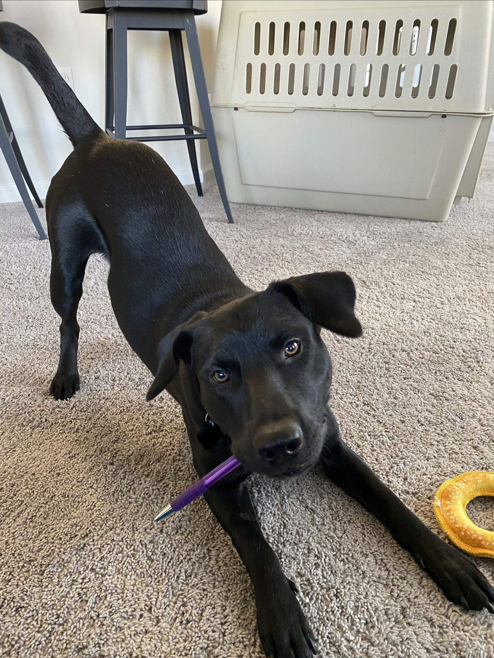 Enlarge Archie *CL, a Adoptable Labrador Retriever in Kansas City, MO image 3/3