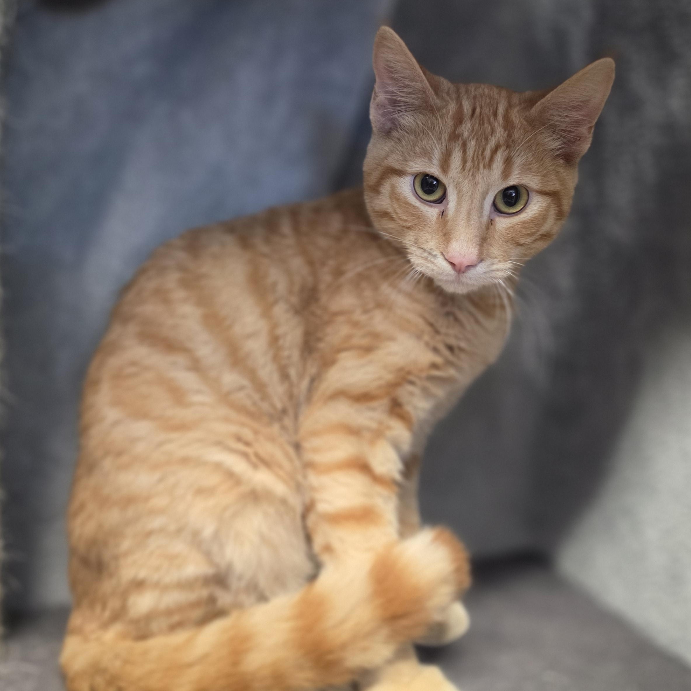 Enlarge Frisco, a Adopted Domestic Short Hair in Lowell, AR image 5/5