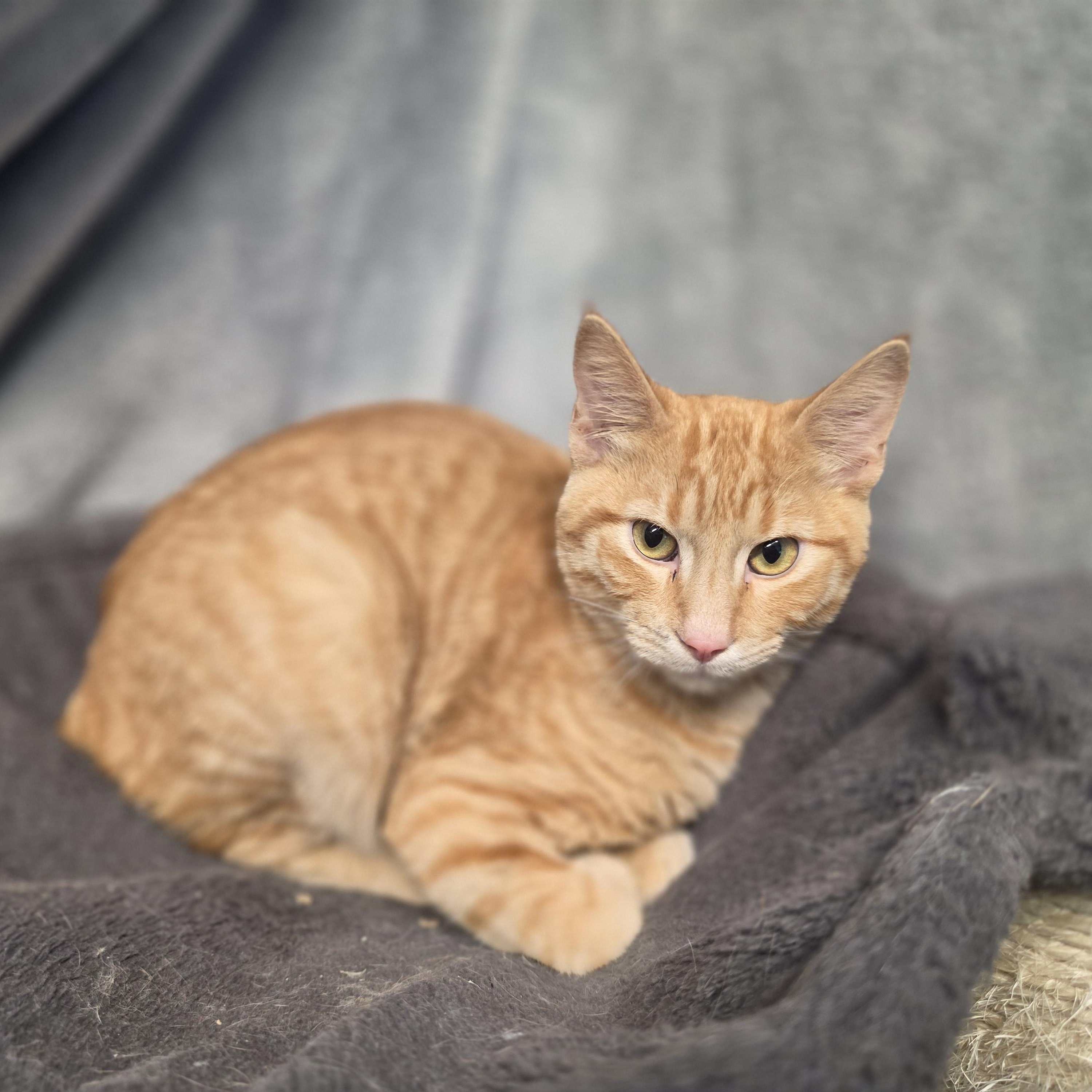 Enlarge Frisco, a Adopted Domestic Short Hair in Lowell, AR image 2/5