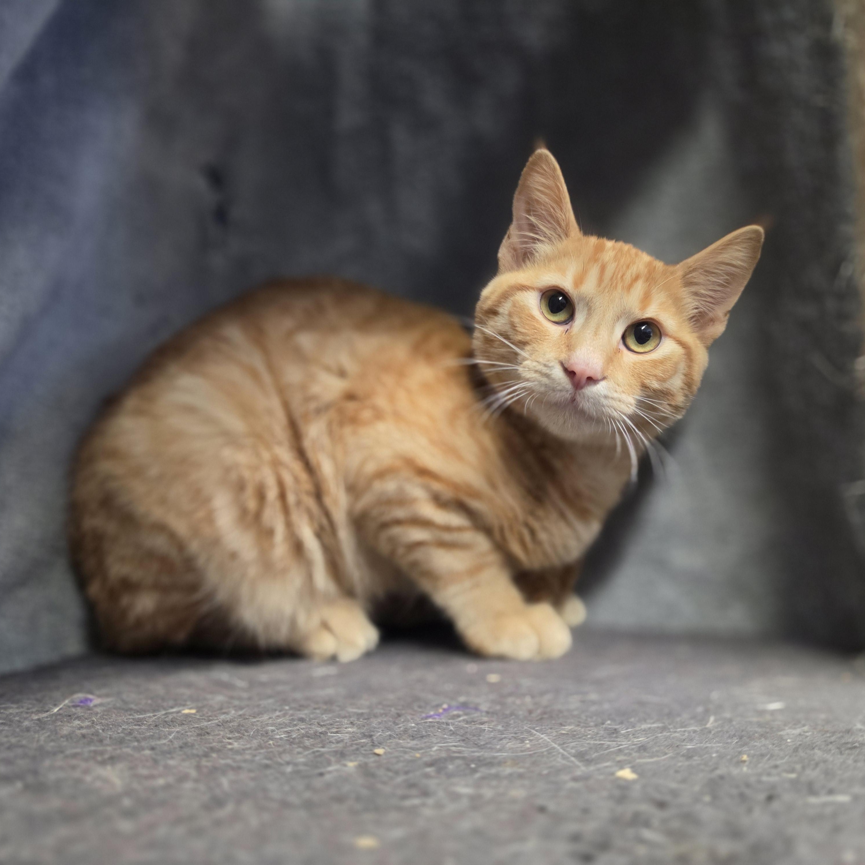 Enlarge Frisco, a Adopted Domestic Short Hair in Lowell, AR image 4/5
