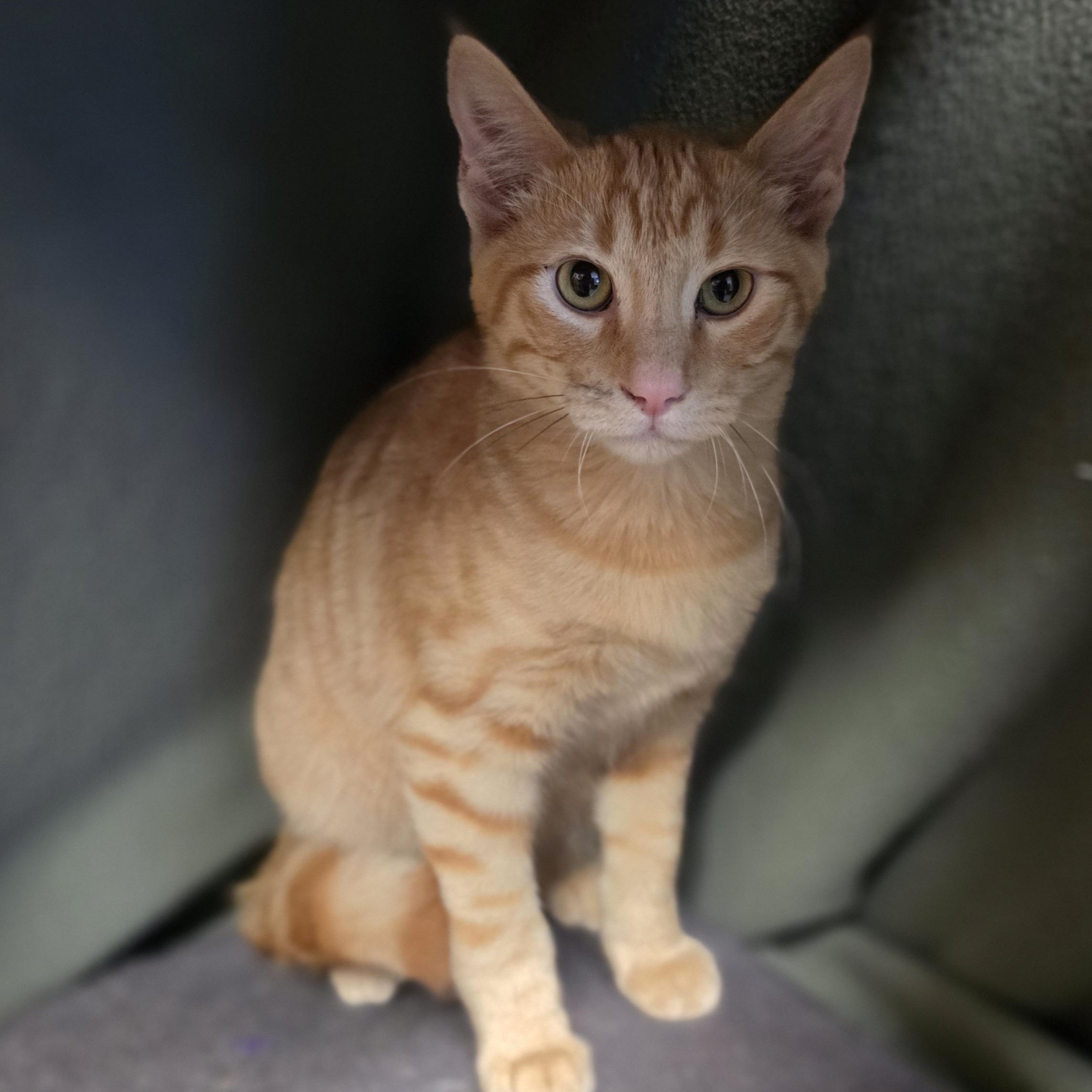 Enlarge Frisco, a Adopted Domestic Short Hair in Lowell, AR image 3/5