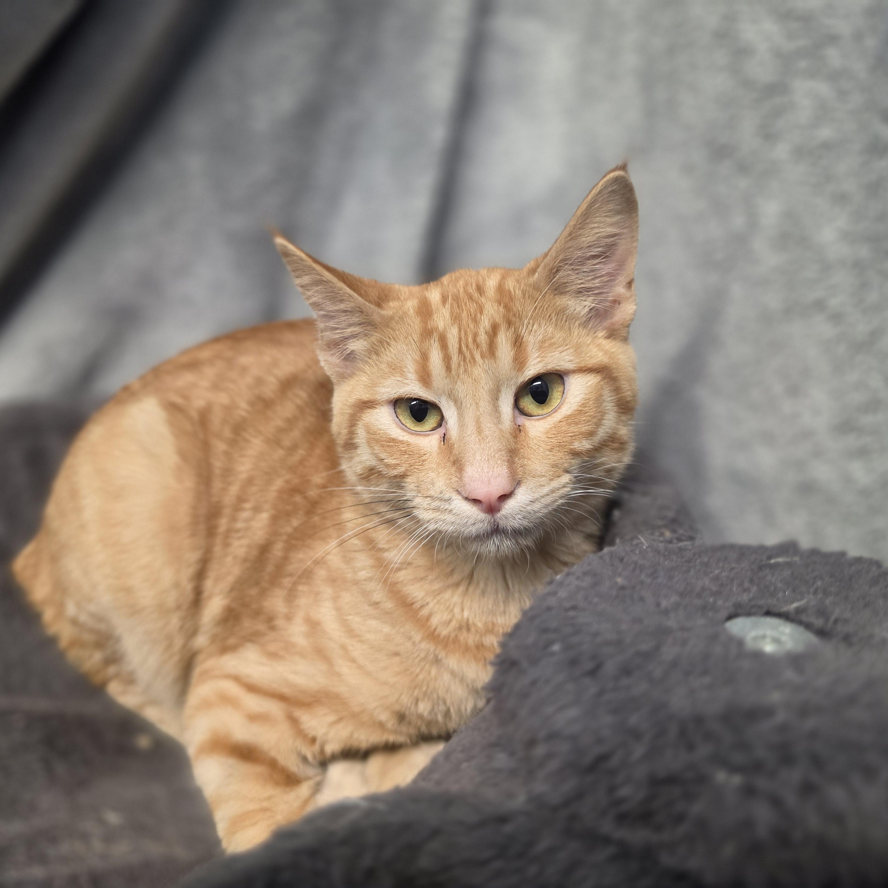 Frisco, Adopted, Kitten Male Domestic Short Hair.