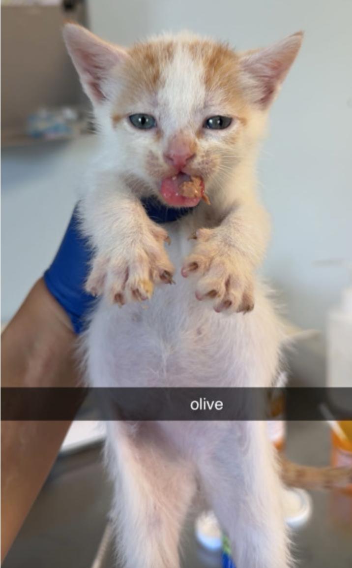 Enlarge Olive, an adoptable mixed breed in Marshall, NC image 1/1
