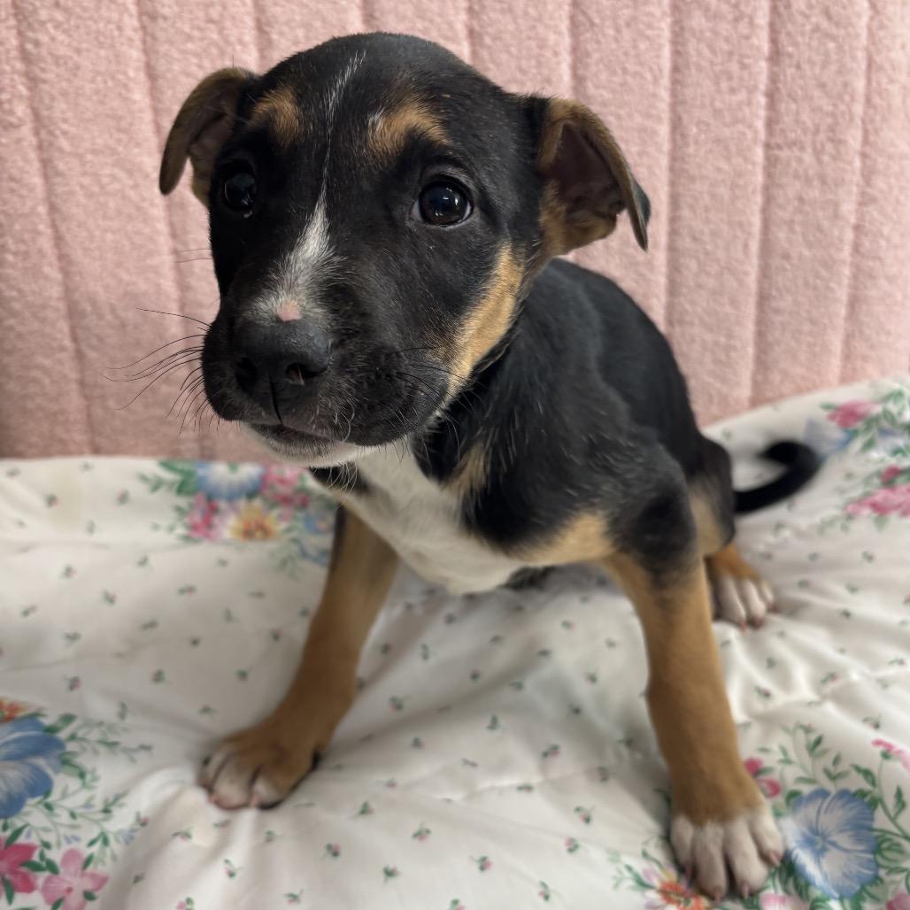 Kevin, Adoptable, Young Male Carolina Dog & Mixed Breed.