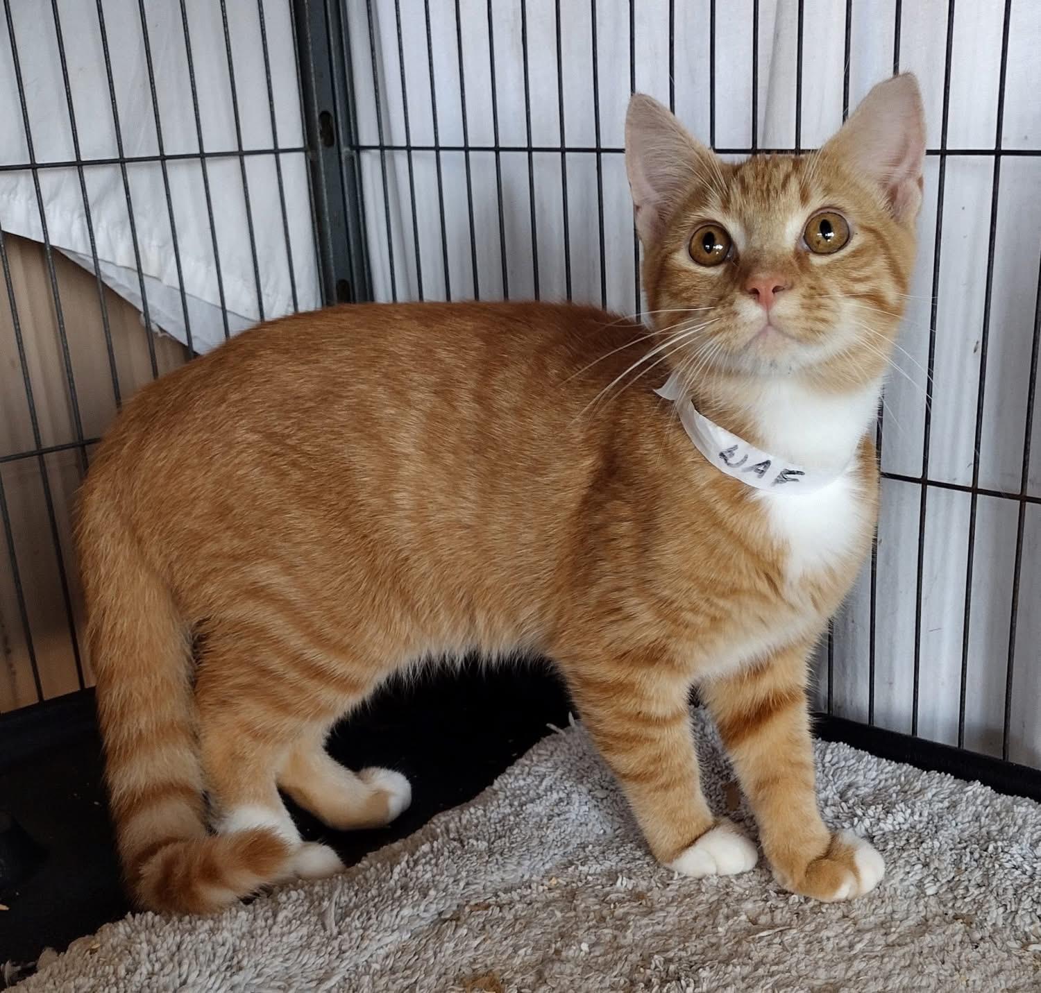 Enlarge Rocky, a Adoptable Domestic Short Hair in Louisville, KY image 1/1