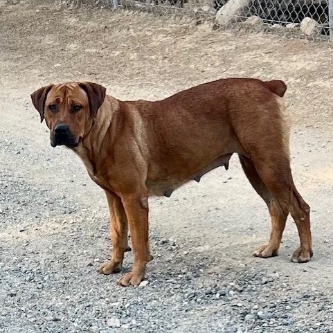 SIENNA, a Adoptable mixed breed in Murrieta, CA image 2/4
