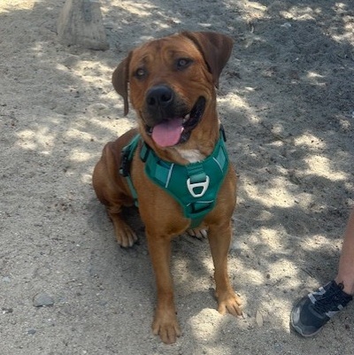 SIENNA, a Adoptable mixed breed in Murrieta, CA image 1/4