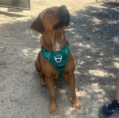 SIENNA, a Adoptable mixed breed in Murrieta, CA image 3/4