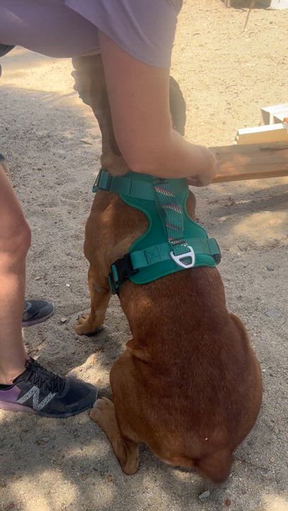 Enlarge SIENNA, a Adoptable mixed breed in Murrieta, CA video 4/4