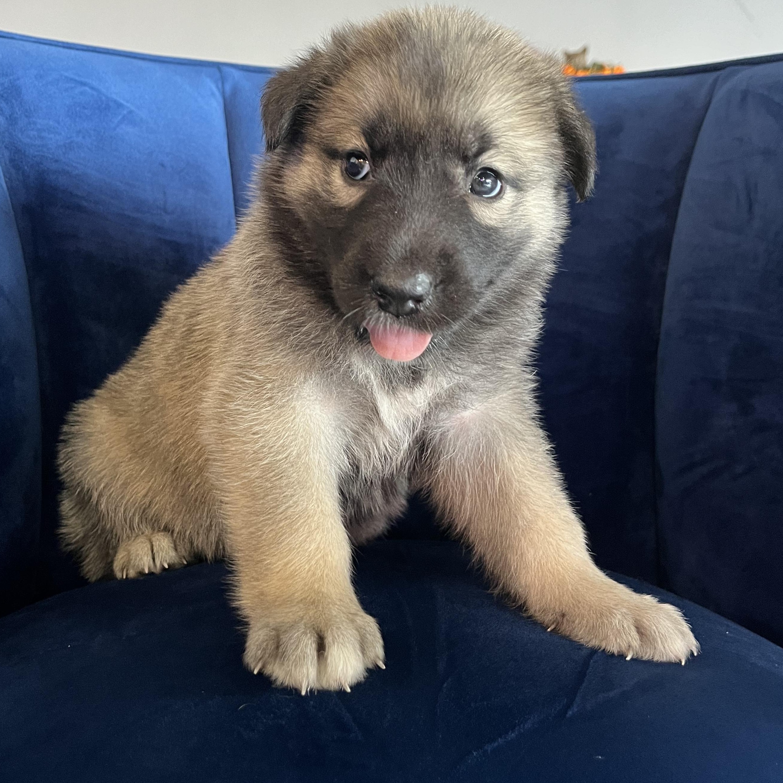 Dog for adoption Amaya, a German Shepherd Dog & Australian Kelpie Mix