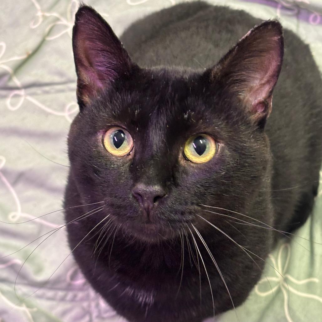 Torch 16C26, Adoptable, Adult Male Domestic Short Hair & Domestic Short Hair.