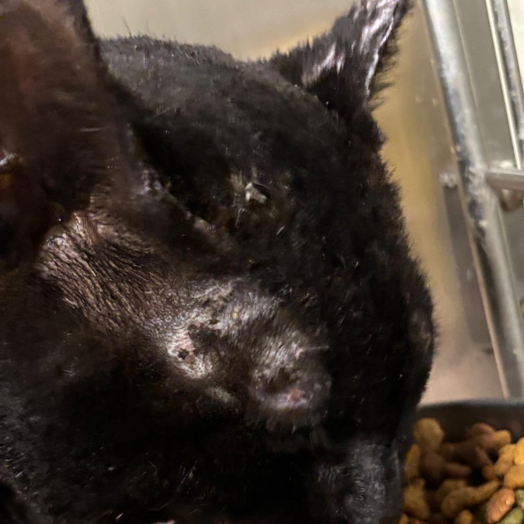 Torch 16C26, Adoptable, Adult Male Domestic Short Hair & Domestic Short Hair.