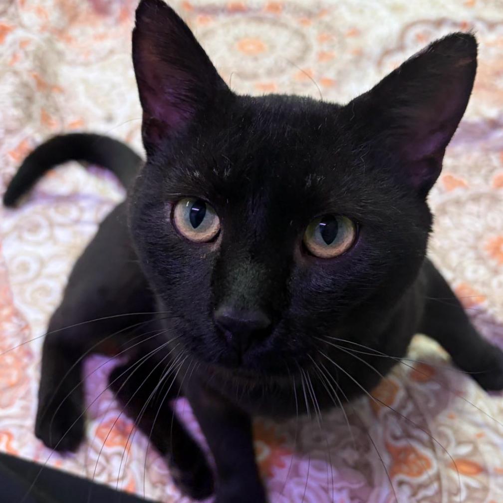 Torch 16C26, a Adoptable mixed breed in Napoleon, OH image 6/6