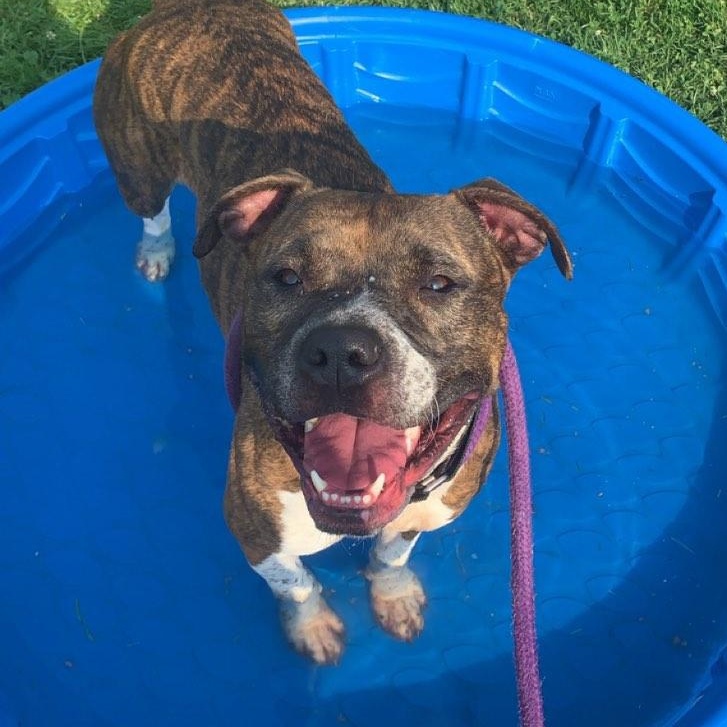 Juna, a Adoptable Mixed Breed in Youngstown, OH image 2/6