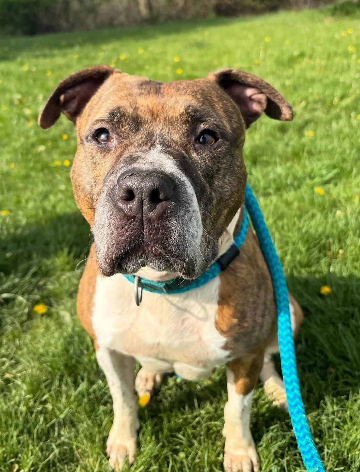 Enlarge Juna, a Adoptable Mixed Breed in Youngstown, OH image 3/6