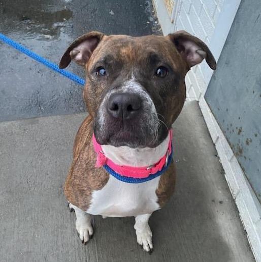 Juna, a Adoptable Mixed Breed in Youngstown, OH image 3/6