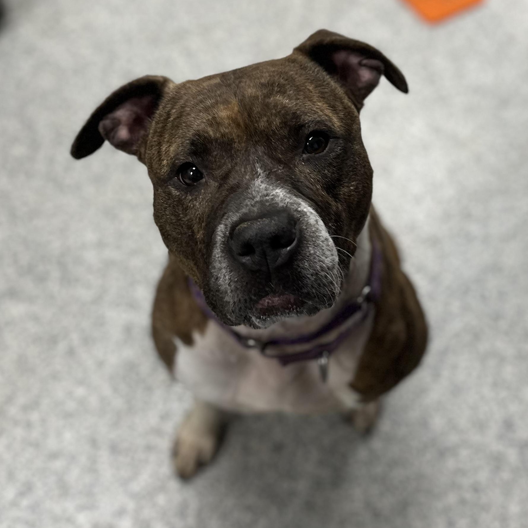 Juna, a Adoptable Mixed Breed in Youngstown, OH image 1/6