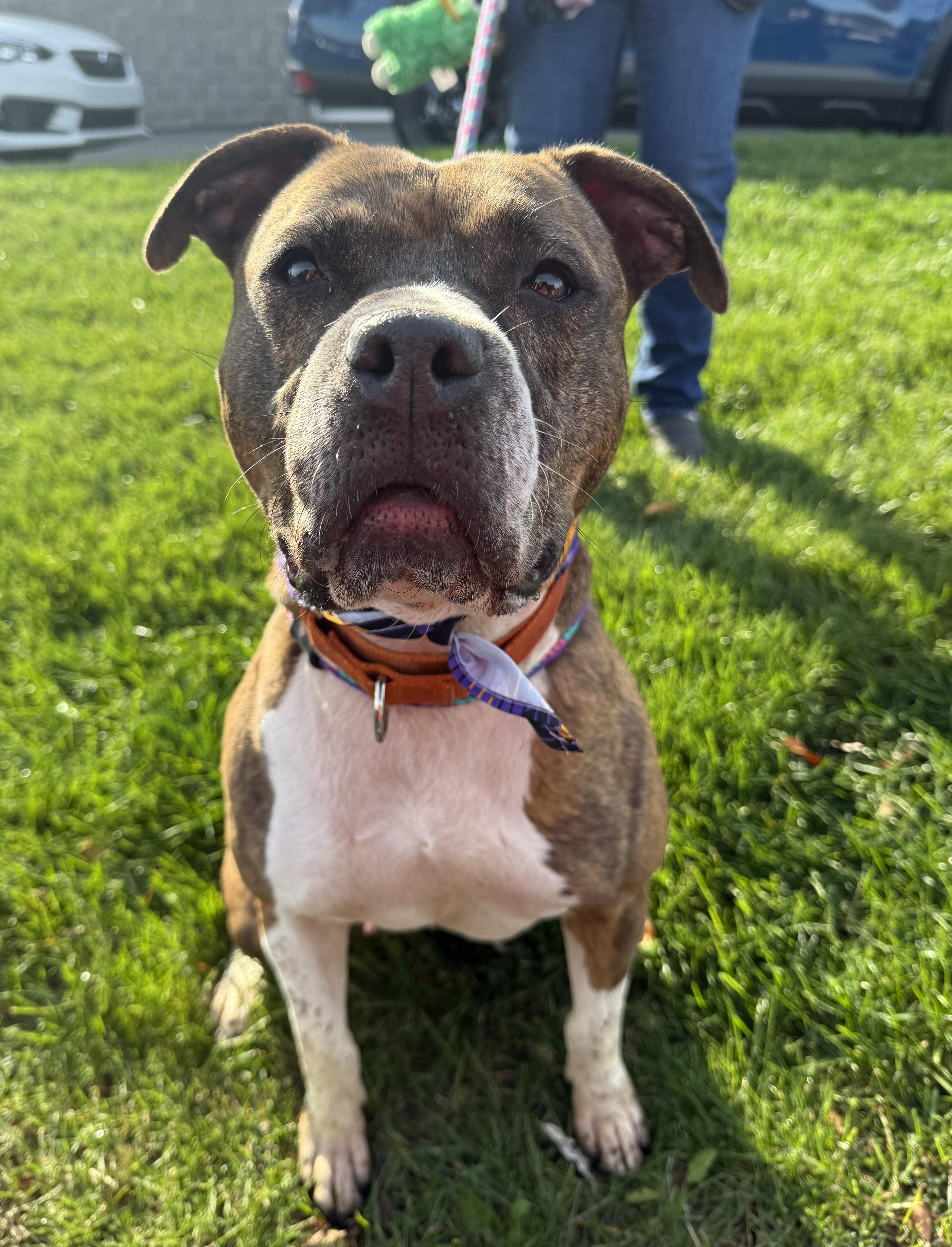 Enlarge Juna, a Adoptable Mixed Breed in Youngstown, OH image 6/6